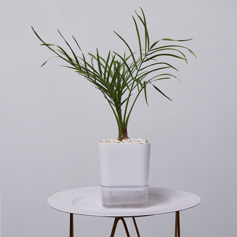 Areca  Golden Cane Palm