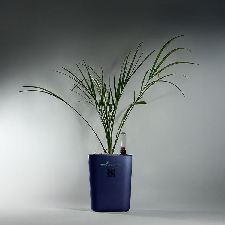 Phoenix Palm