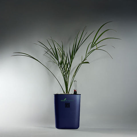 Phoenix Palm