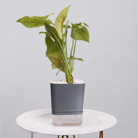 Syngonium Pink (Arrowhead Vine)