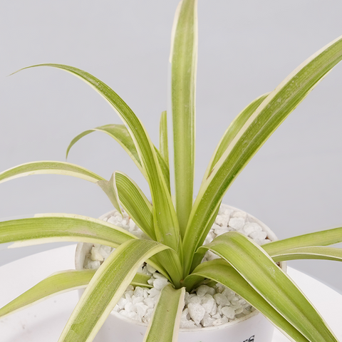 Spider Plant (Chlorophytum comosum)