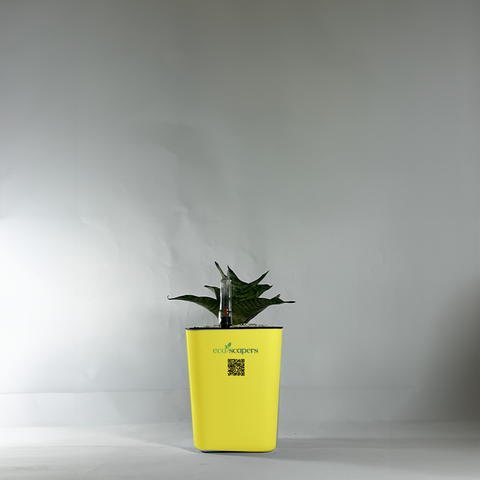 Snake Plant Bird’s Nest (Sansevieria Hahnii)