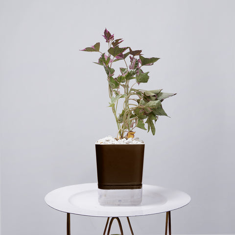 Sweet Potato Vine