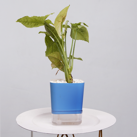 Syngonium Pink (Arrowhead Vine)