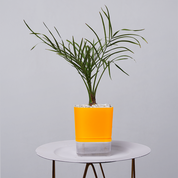 Areca  Golden Cane Palm