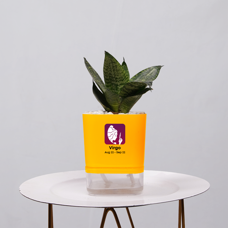 Snake Plant Bird’s Nest (Sansevieria Hahnii)