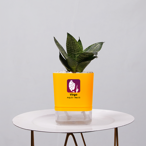 Snake Plant Bird’s Nest (Sansevieria Hahnii)