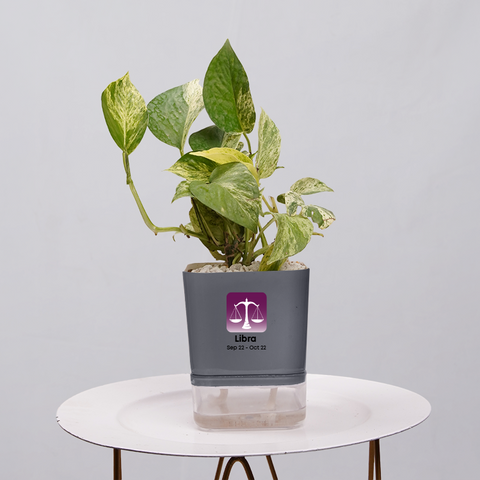 Money Plant Green (Pothos, Epipremnum aureum)