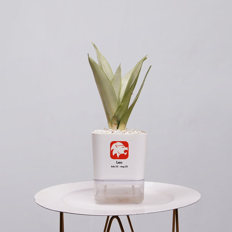 Sansevieria Moonlight