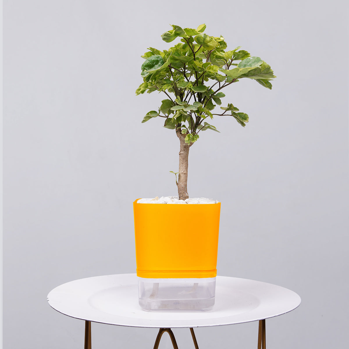 Ficus Bonsai
