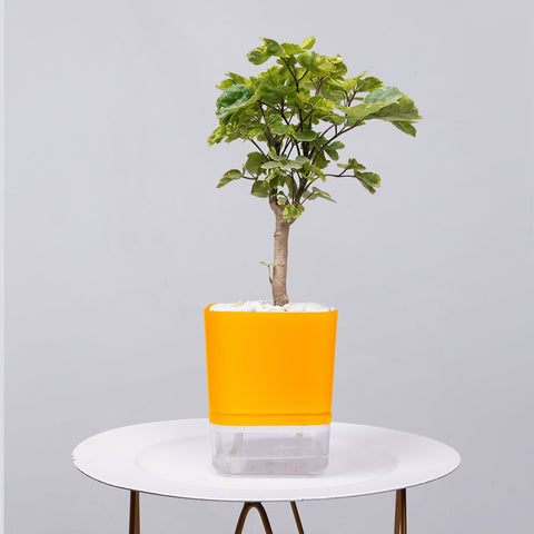 Ficus Bonsai