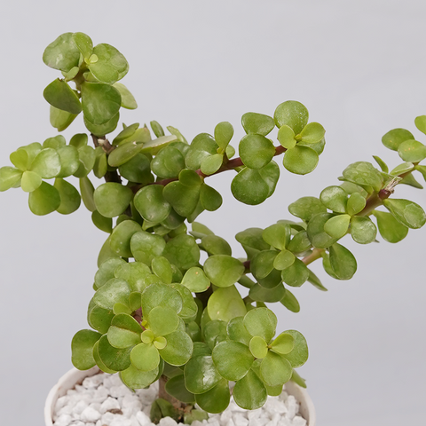 Jade Plant (Crassula ovata)