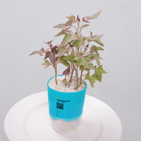 Sweet Potato Vine
