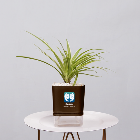 Spider Plant (Chlorophytum comosum)