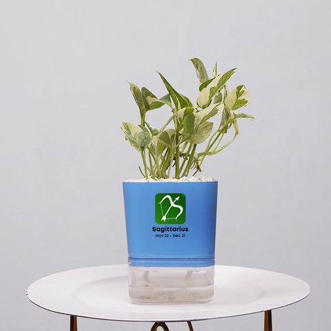 Money Plant Marble Queen