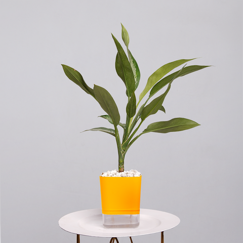 Aglaonema Tigress