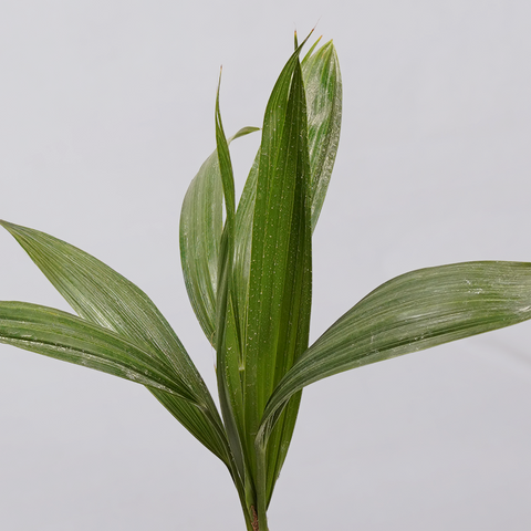 Coconut Palm Seedling