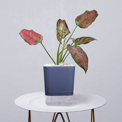 Aglaonema pink lipstick