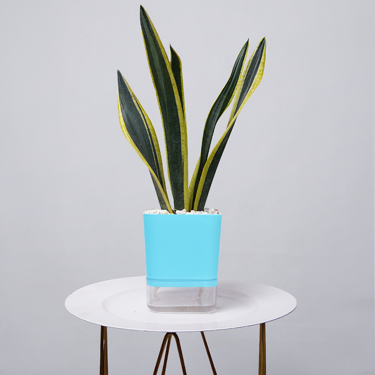 Snake Plant Dwarf Thai