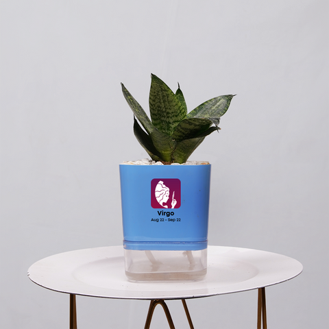 Snake Plant Bird’s Nest (Sansevieria Hahnii)