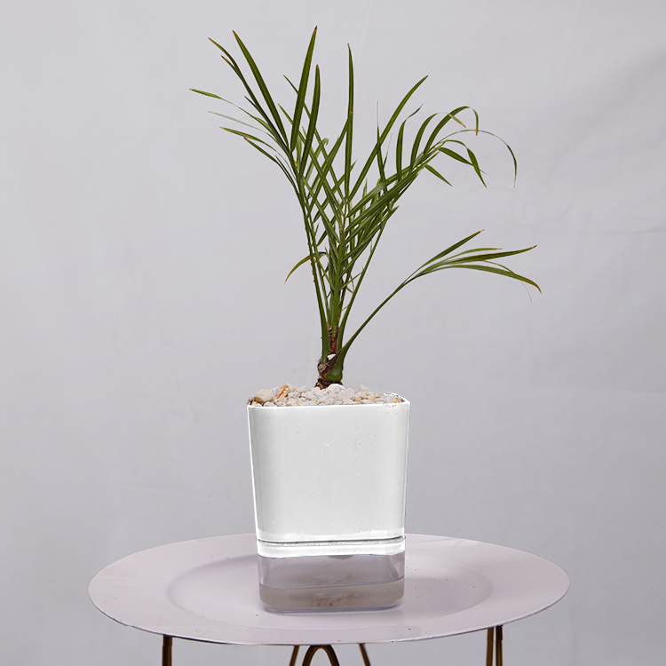 Phoenix Palm