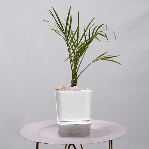 Phoenix Palm