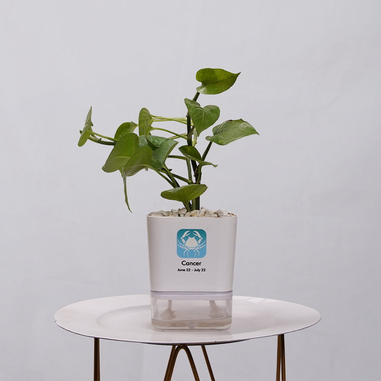 Money Plant Golden