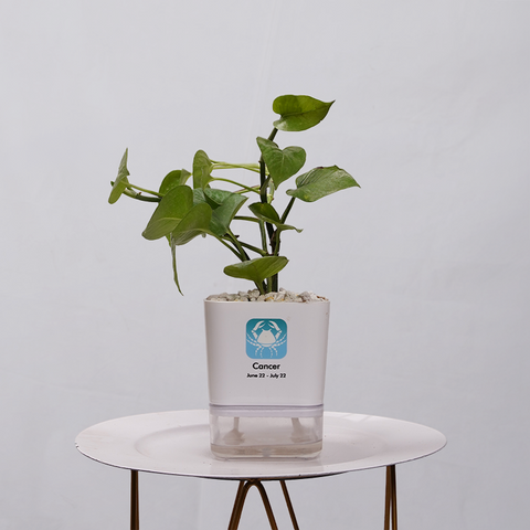 Money Plant Golden