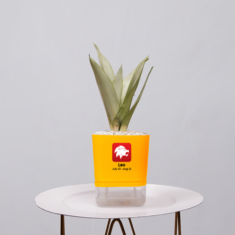 Sansevieria Moonlight