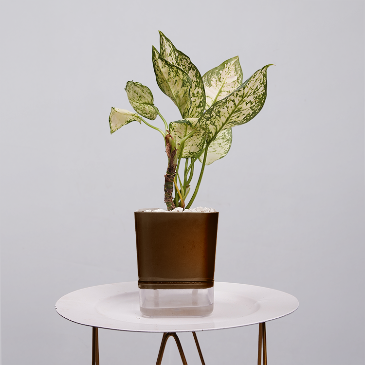 Aglaonema Snow white