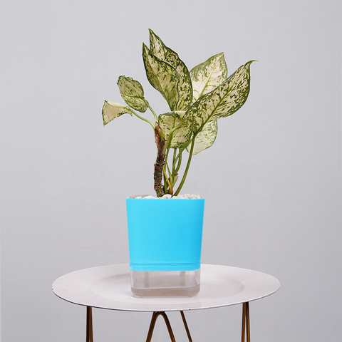 Aglaonema Chinese Evergreen