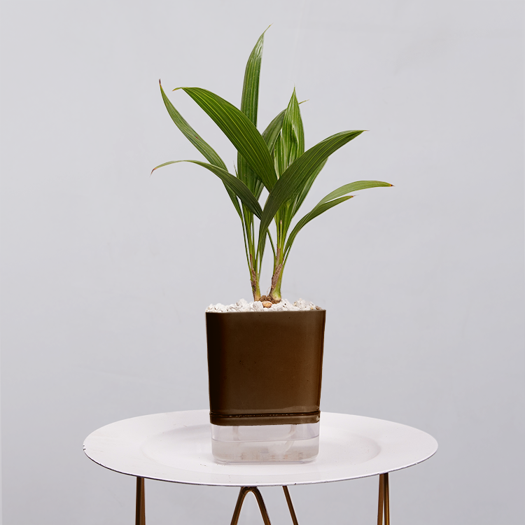 China Palm