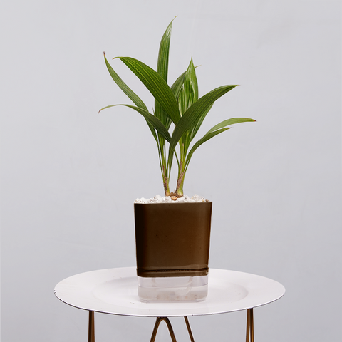 China Palm