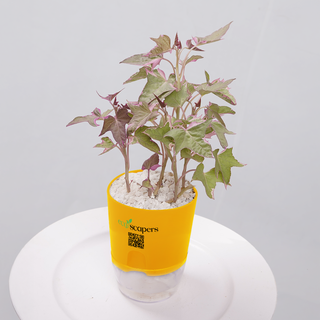 Sweet Potato Vine