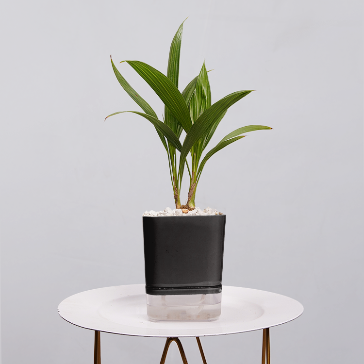 China Palm