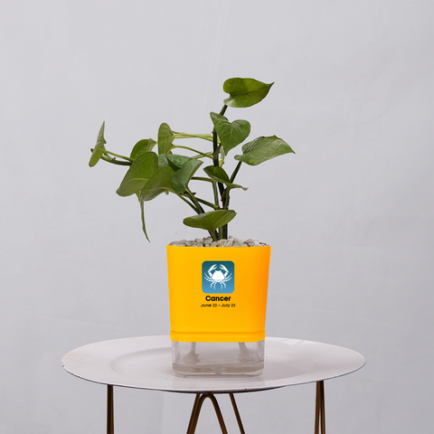 Money Plant Golden