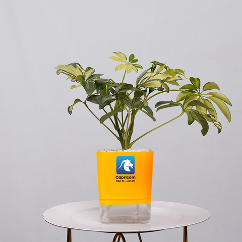 Shefflera (Umbrella Plant)