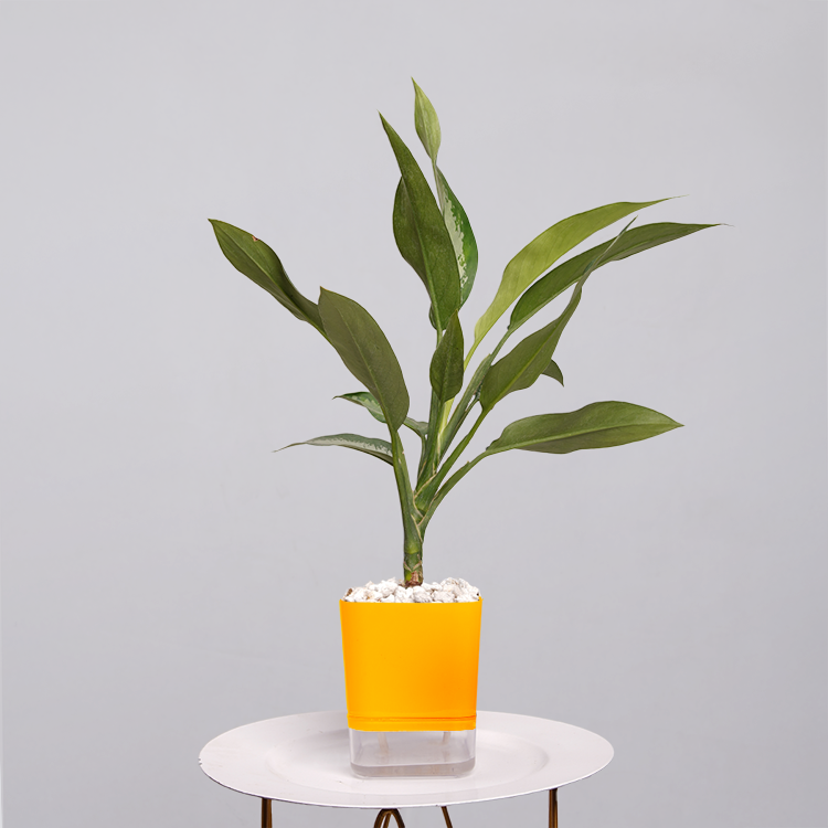Aglaonema Chinese Evergreen