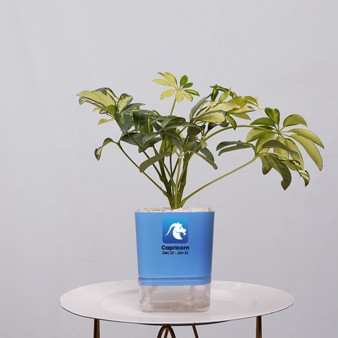 Shefflera (Umbrella Plant)