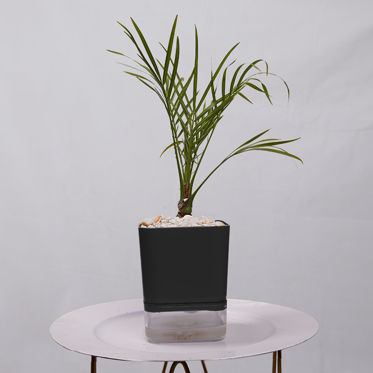Phoenix Palm