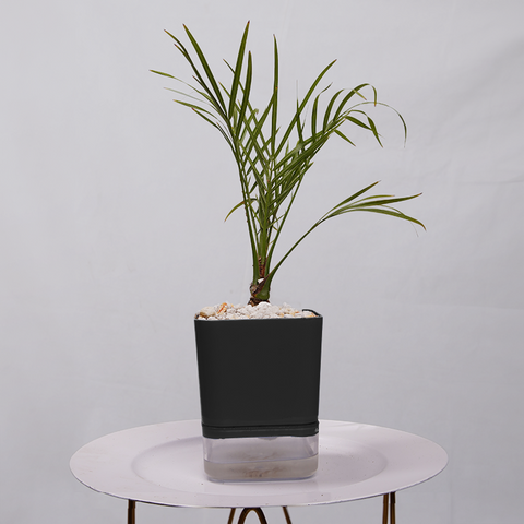 Phoenix Palm