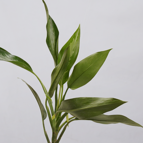 Aglaonema Chinese Evergreen
