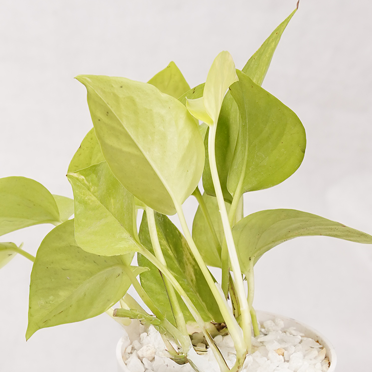 Money Plant Neon
