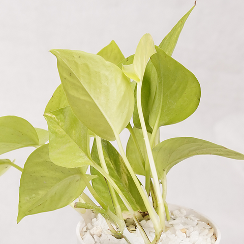 Money Plant Neon