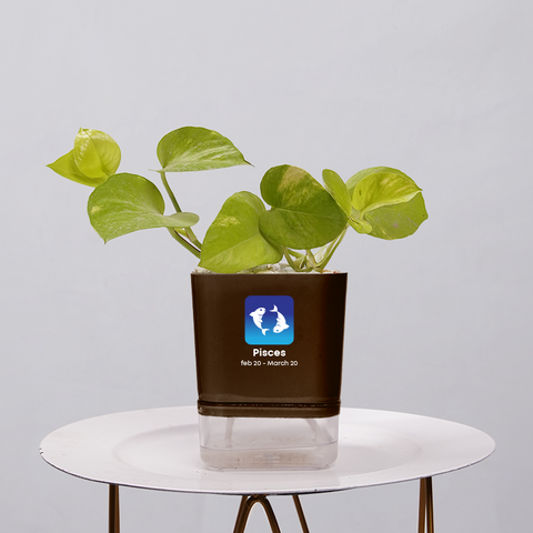 Money Plant Neon