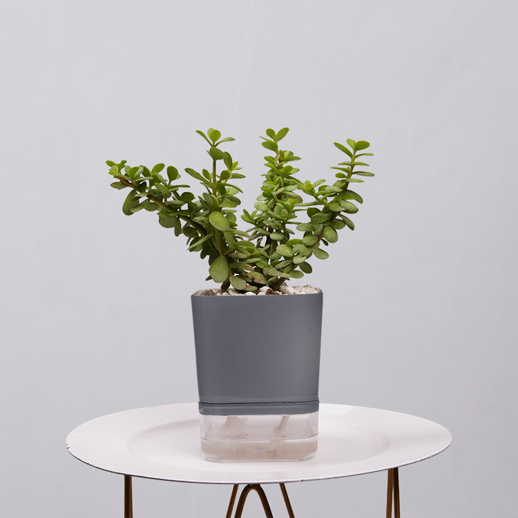 Jade Plant (Crassula ovata)