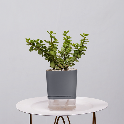Jade Plant (Crassula ovata)