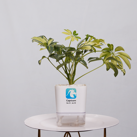 Shefflera (Umbrella Plant)