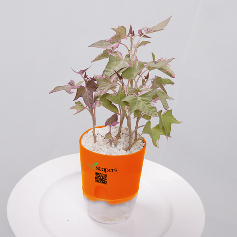 Sweet Potato Vine