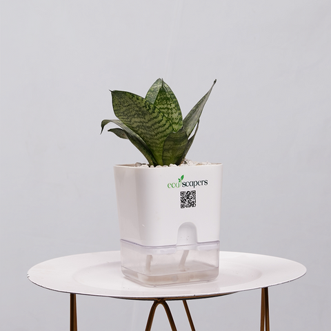 Snake Plant Bird’s Nest (Sansevieria Hahnii)